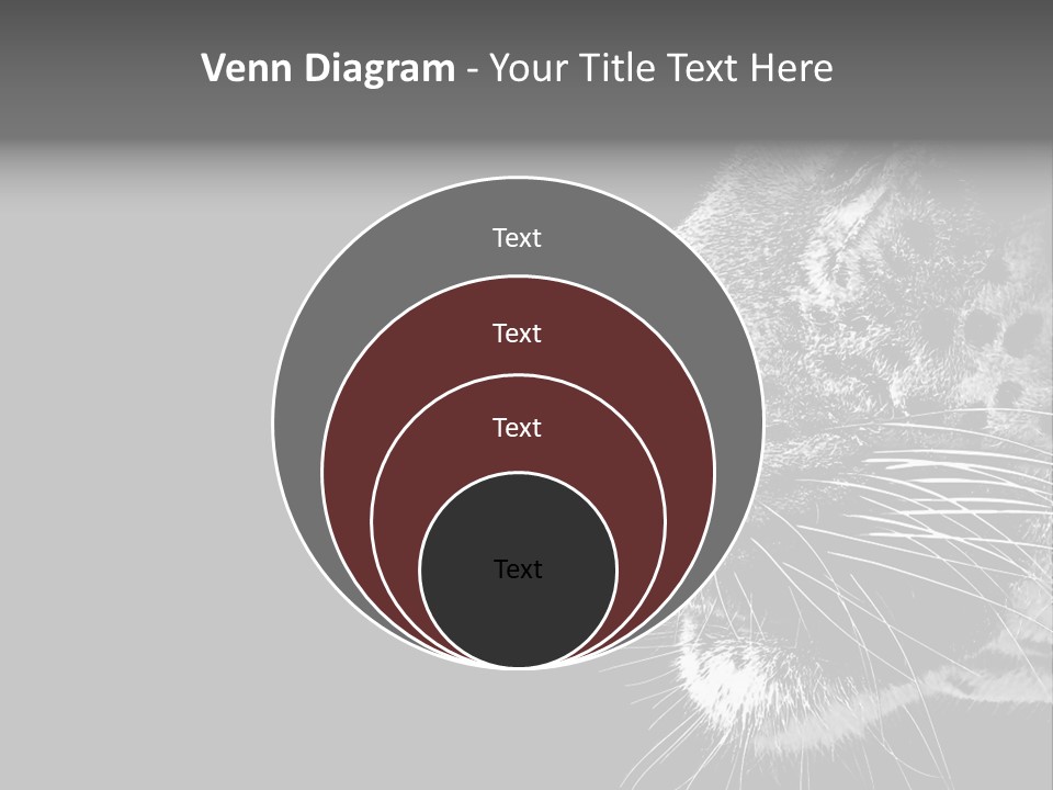 Cat Image Card PowerPoint Template