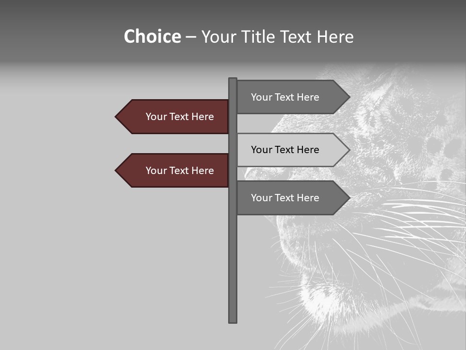 Cat Image Card PowerPoint Template