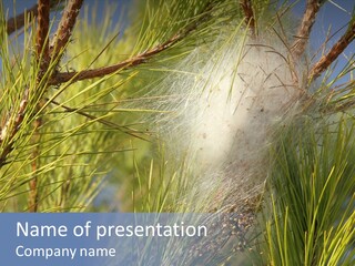 Vegetable Pines Nature PowerPoint Template