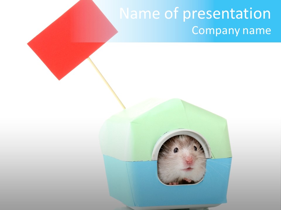 Background Cheek Hamster PowerPoint Template