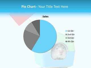 Background Cheek Hamster PowerPoint Template