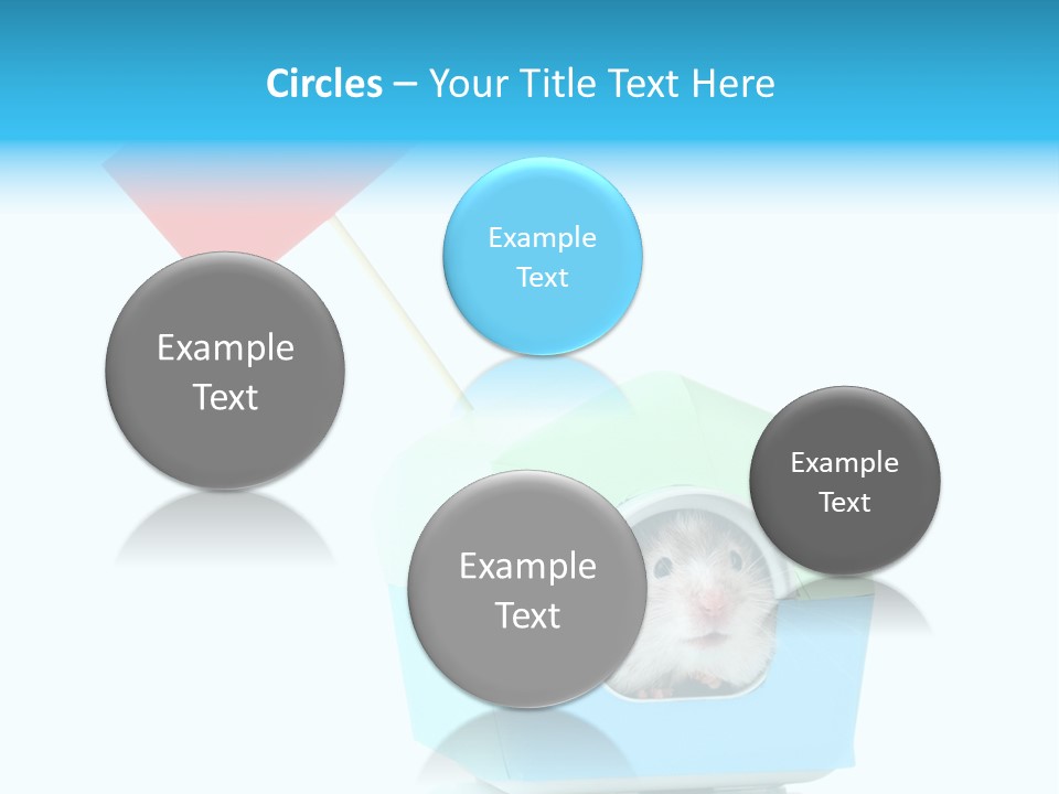 Background Cheek Hamster PowerPoint Template