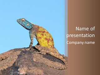 African Male Wild PowerPoint Template