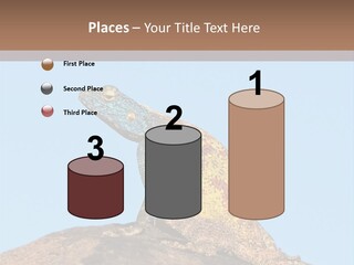 African Male Wild PowerPoint Template