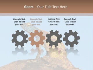 African Male Wild PowerPoint Template