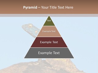 African Male Wild PowerPoint Template