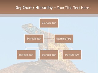 African Male Wild PowerPoint Template