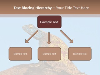African Male Wild PowerPoint Template