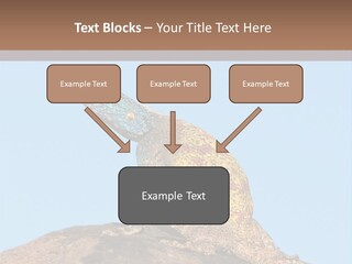 African Male Wild PowerPoint Template