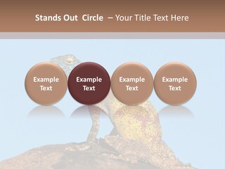 African Male Wild PowerPoint Template