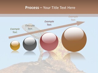 African Male Wild PowerPoint Template