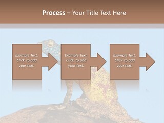 African Male Wild PowerPoint Template