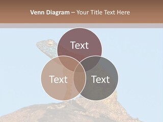 African Male Wild PowerPoint Template