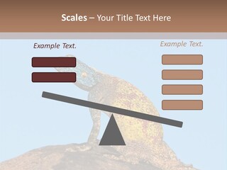 African Male Wild PowerPoint Template