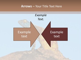 African Male Wild PowerPoint Template