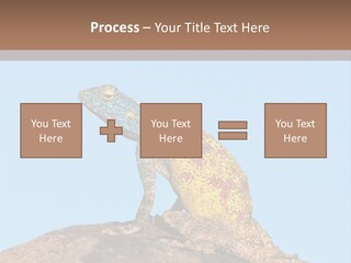 African Male Wild PowerPoint Template