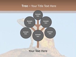 African Male Wild PowerPoint Template