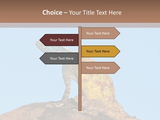 African Male Wild PowerPoint Template
