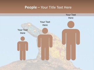 African Male Wild PowerPoint Template