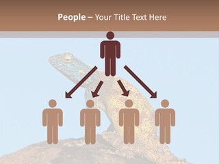 African Male Wild PowerPoint Template