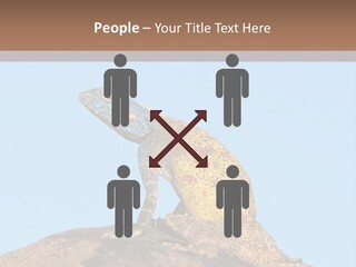 African Male Wild PowerPoint Template