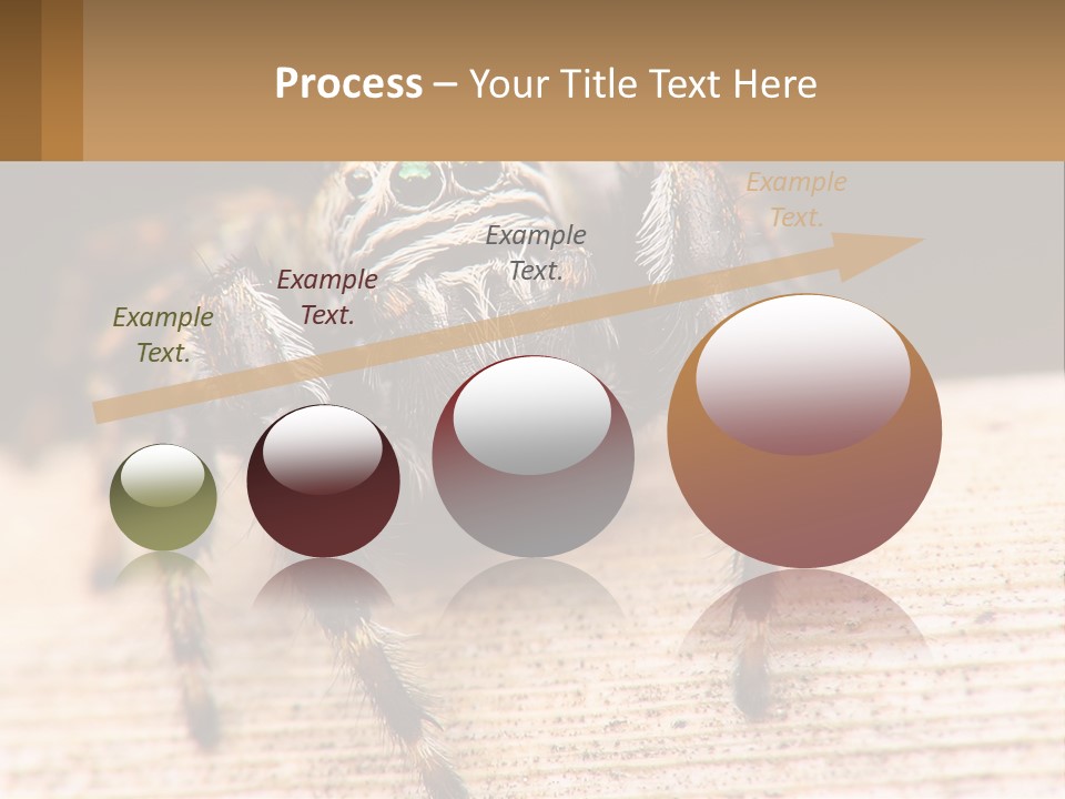 Nature Relations Fly PowerPoint Template