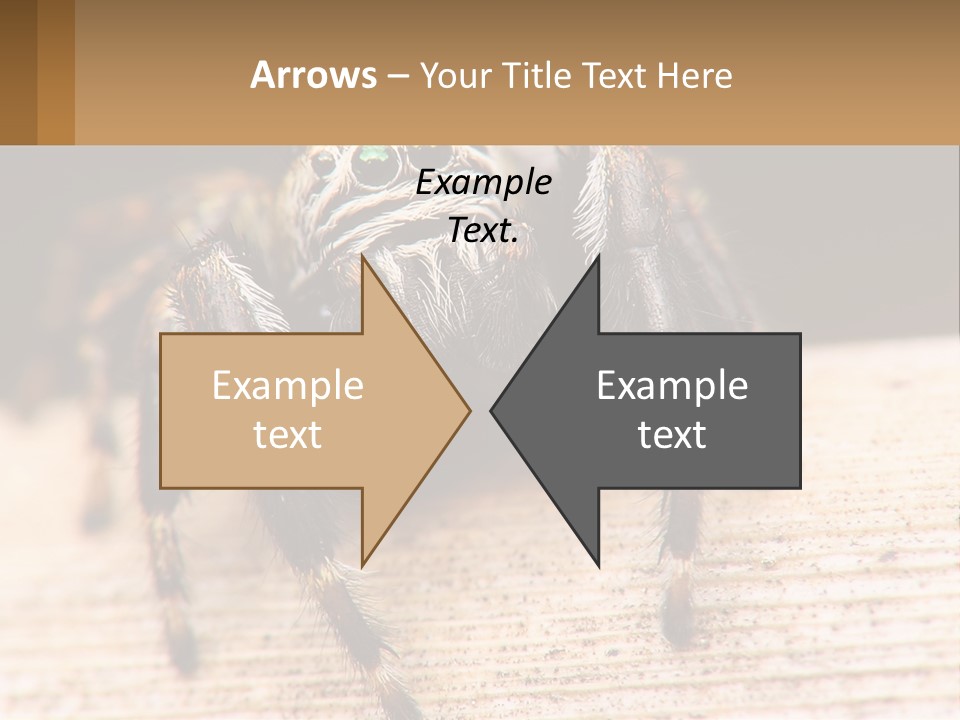 Nature Relations Fly PowerPoint Template