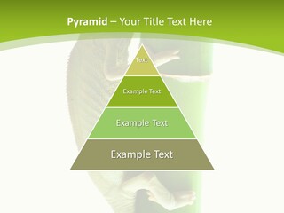 Botany Arboricole Events PowerPoint Template