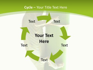 Botany Arboricole Events PowerPoint Template