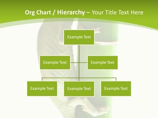 Botany Arboricole Events PowerPoint Template
