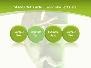 Botany Arboricole Events PowerPoint Template