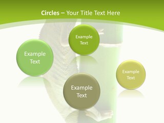 Botany Arboricole Events PowerPoint Template