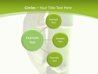 Botany Arboricole Events PowerPoint Template