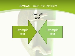 Botany Arboricole Events PowerPoint Template