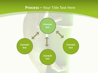 Botany Arboricole Events PowerPoint Template