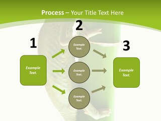 Botany Arboricole Events PowerPoint Template