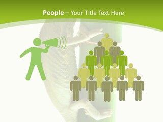 Botany Arboricole Events PowerPoint Template