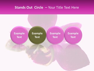 Summer Single Raindrop PowerPoint Template