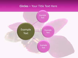 Summer Single Raindrop PowerPoint Template