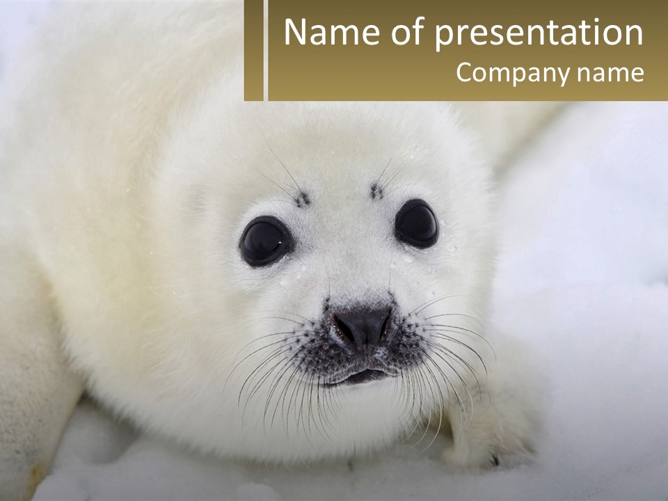 Black Ocean Baby PowerPoint Template