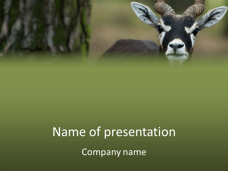 Wild Ringed Close PowerPoint Template