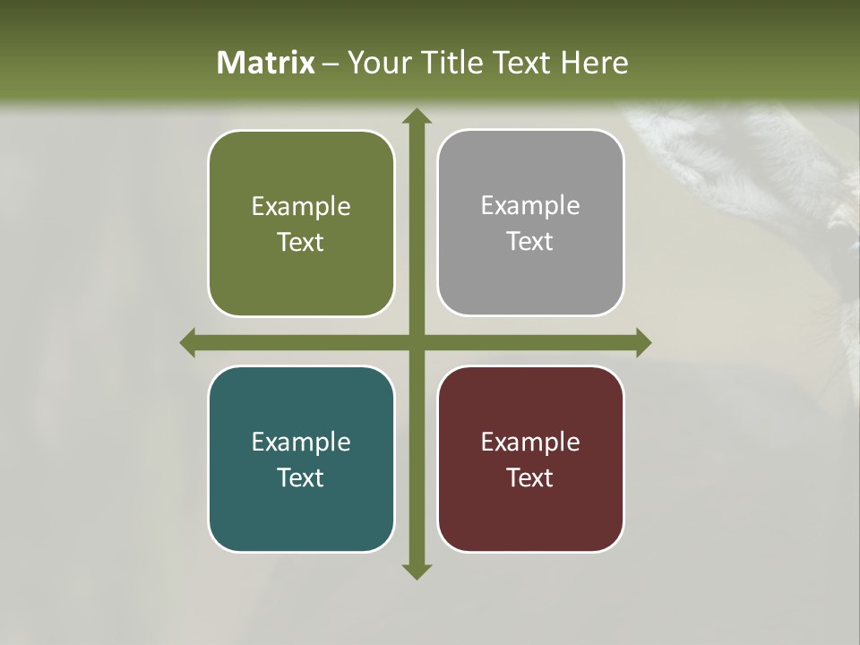 Wild Ringed Close PowerPoint Template