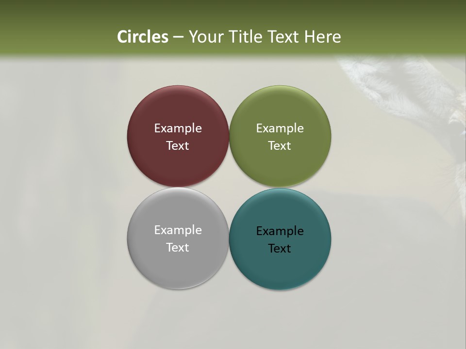 Wild Ringed Close PowerPoint Template