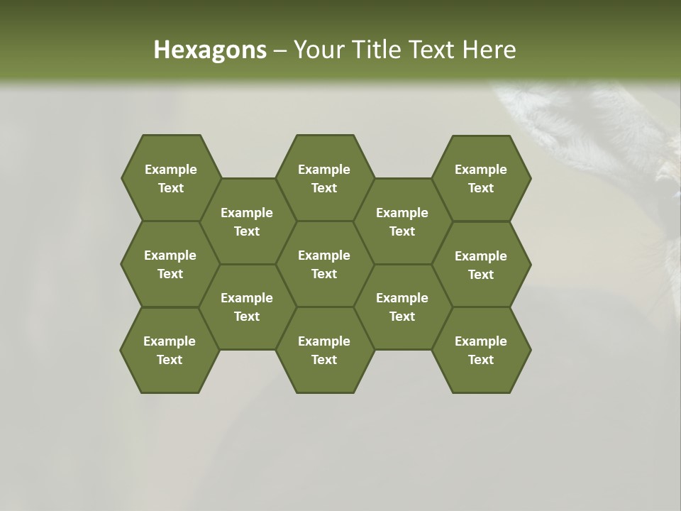 Wild Ringed Close PowerPoint Template