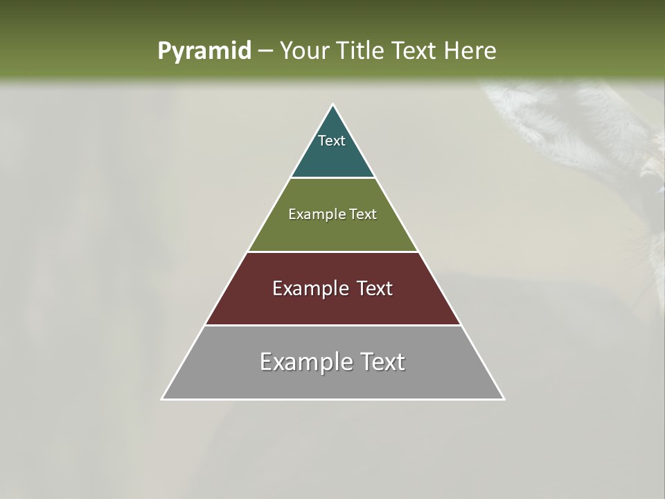 Wild Ringed Close PowerPoint Template