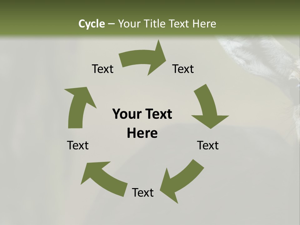 Wild Ringed Close PowerPoint Template