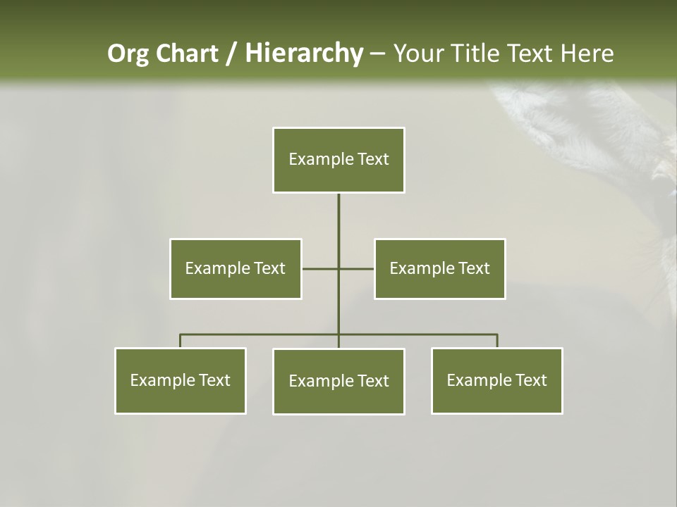 Wild Ringed Close PowerPoint Template