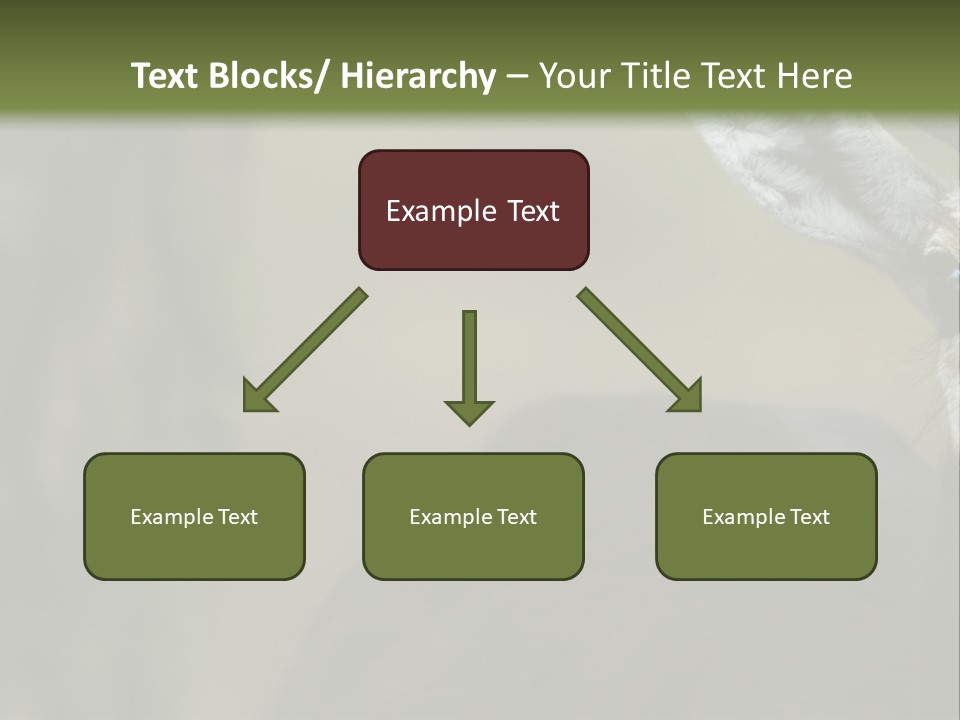 Wild Ringed Close PowerPoint Template