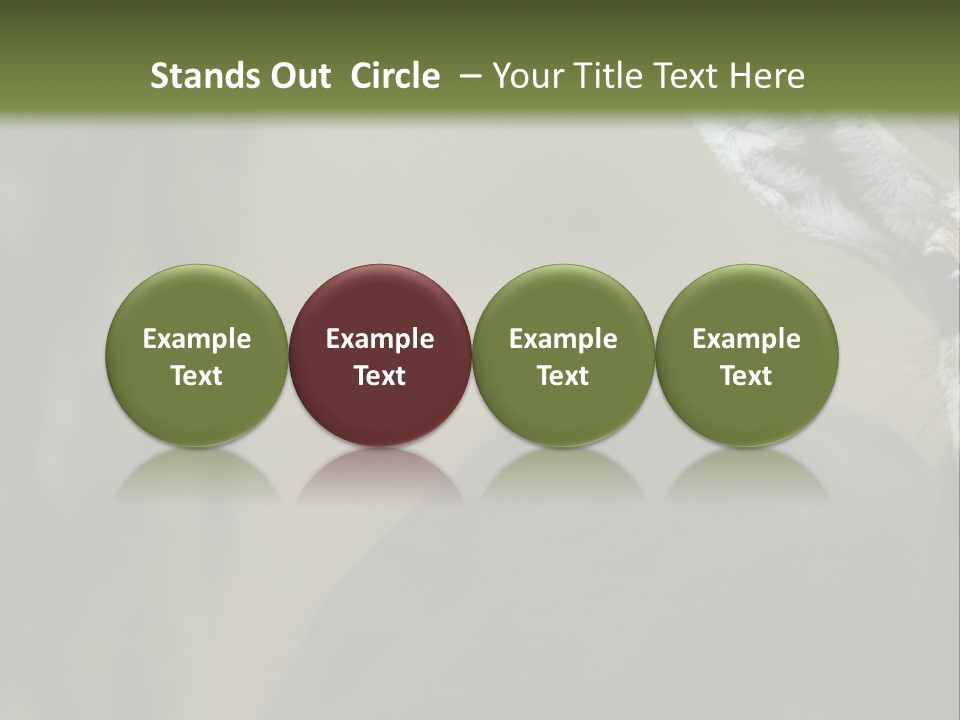 Wild Ringed Close PowerPoint Template