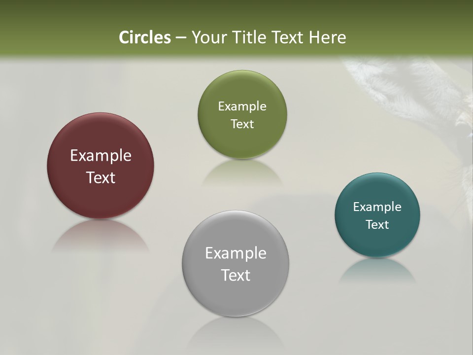 Wild Ringed Close PowerPoint Template